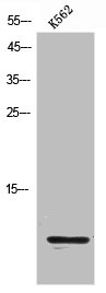 CCL4L1 antibody