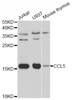 CCL5 Antibody