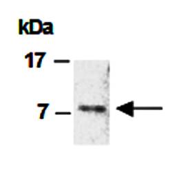 CCL7 (C) Antibody, Rabbit Polyclonal