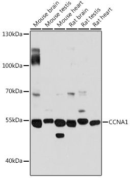 CCNA1 antibody