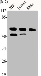 CCNA1/CCNA2 Antibody