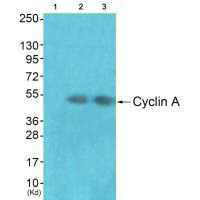 CCNA1 Antibody