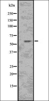 CCNA2 antibody