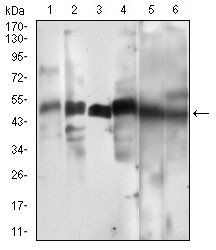 CCNA2 Antibody