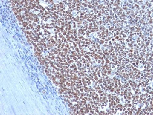 Cyclin B1 (G2- & M-phase Cyclin) Antibody