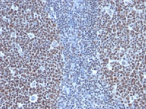 Cyclin B1 (G2- & M-phase Cyclin) Antibody