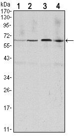CCNB1 Antibody