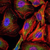 CCNB1 Antibody