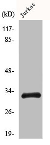 CCNB1IP1 antibody