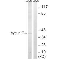 CCNC (Ab-275) antibody