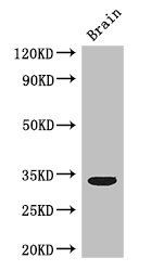 CCNC Antibody