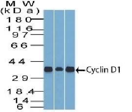 CCND1 antibody