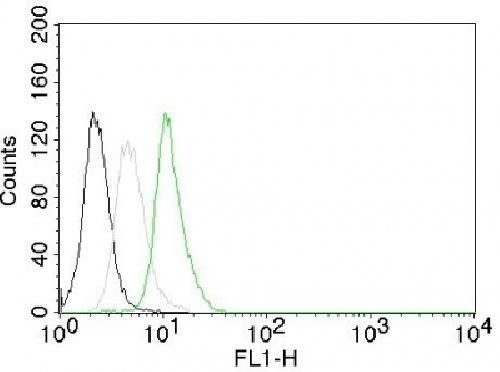 Cyclin D1 (G1-Cyclin & Mantle Cell Marker) Antibody