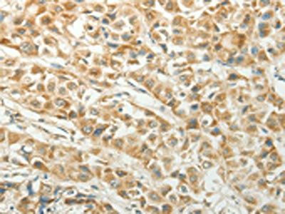 CCND1 Antibody