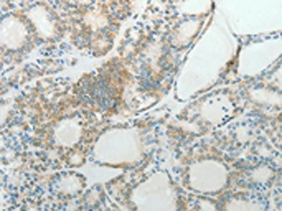 CCND1 antibody