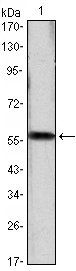 CCND1 Antibody