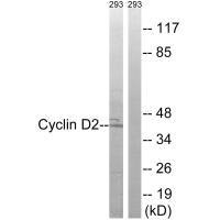 CCND2 (Ab-280) Antibody