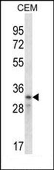 CCND2 antibody