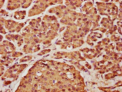 CCND2 Antibody