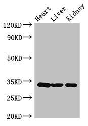 CCND2 antibody