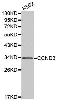 CCND3 antibody