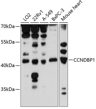CCNDBP1 antibody