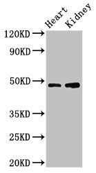CCNE1 antibody