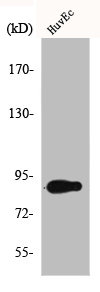 CCNF Antibody