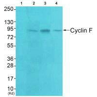 CCNF Antibody