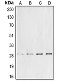 CCNG1 antibody