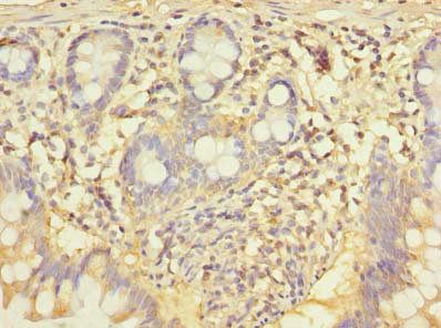 CCNJL Antibody