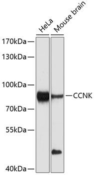 CCNK antibody