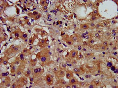 CCNY Antibody