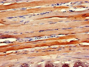 CCR10 Antibody