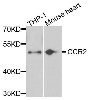 CCR2 antibody