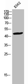 CCR2 antibody