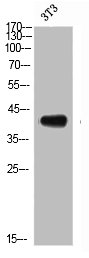 CCR2 antibody