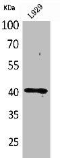 CCR3 antibody