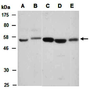 CCR3 antibody