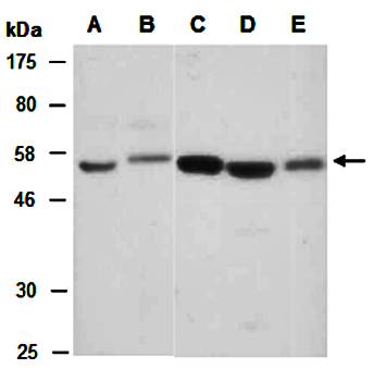 CCR3 (M) Antibody, Rabbit Polyclonal