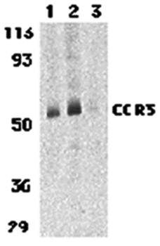 CCR3 Antibody