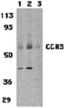 CCR3 Antibody