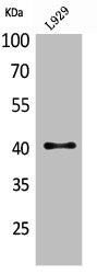 CCR4 antibody