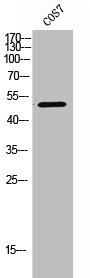 CCR5 antibody