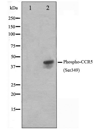 CCR5 (Phospho-Ser349) antibody