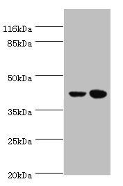 CCR6 antibody
