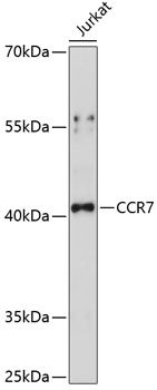 CCR7 antibody