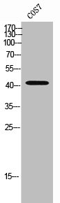 CCR7 Antibody