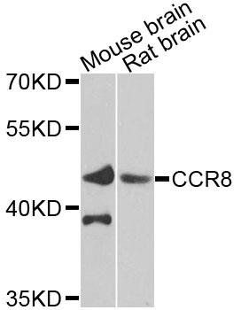 CCR8 antibody