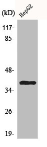 CCRL2 antibody